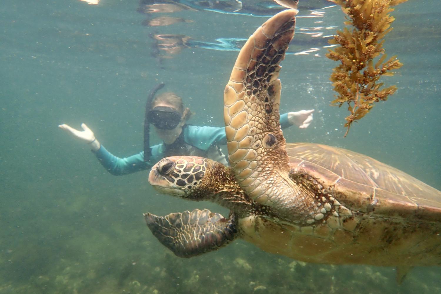 一名<a href='http://5w.ry0001.com/'>bv伟德ios下载</a>学生在Galápagos群岛游学途中与一只巨龟游泳.